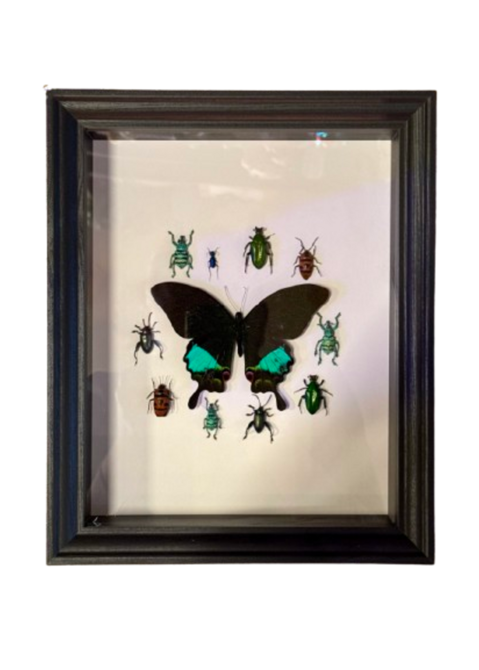 Animaux Spéciaux Antieke Kader - Around The Beetles Karna