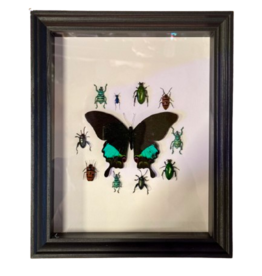 Animaux Spéciaux Antieke Kader - Around The Beetles Karna