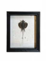 Animaux Spéciaux ANTIQUE FRAME - Flying dragon (Draco volans)