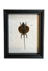 Animaux Spéciaux ANTIEKE KADER - Vliegend draakje ( Draco volans)