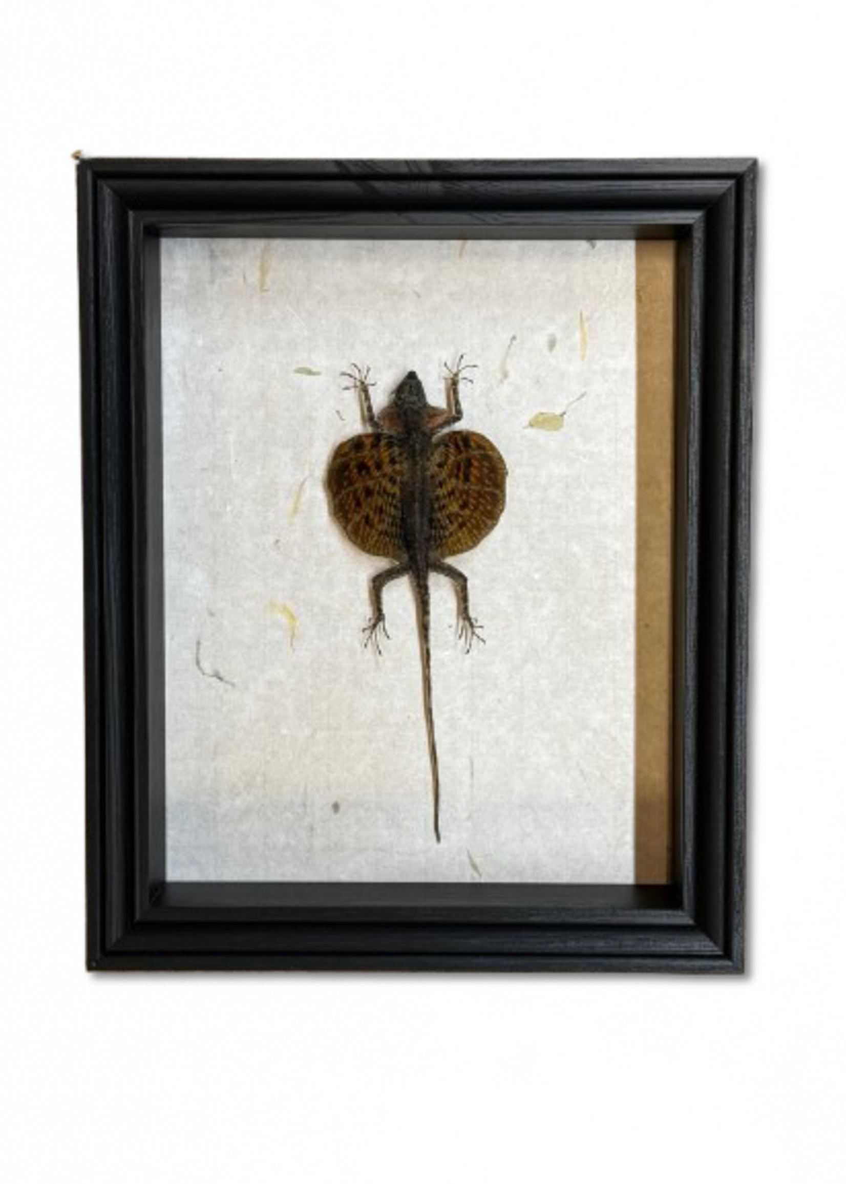 Animaux Spéciaux ANTIEKE KADER - Vliegend draakje ( Draco volans)