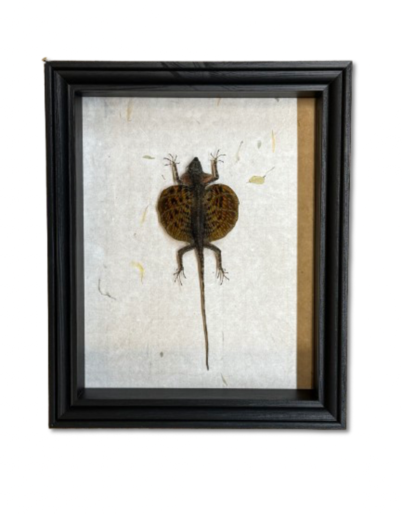 Animaux Spéciaux ANTIEKE KADER - Vliegend draakje ( Draco volans)