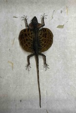 Animaux Spéciaux ANTIEKE KADER - Vliegend draakje ( Draco volans)