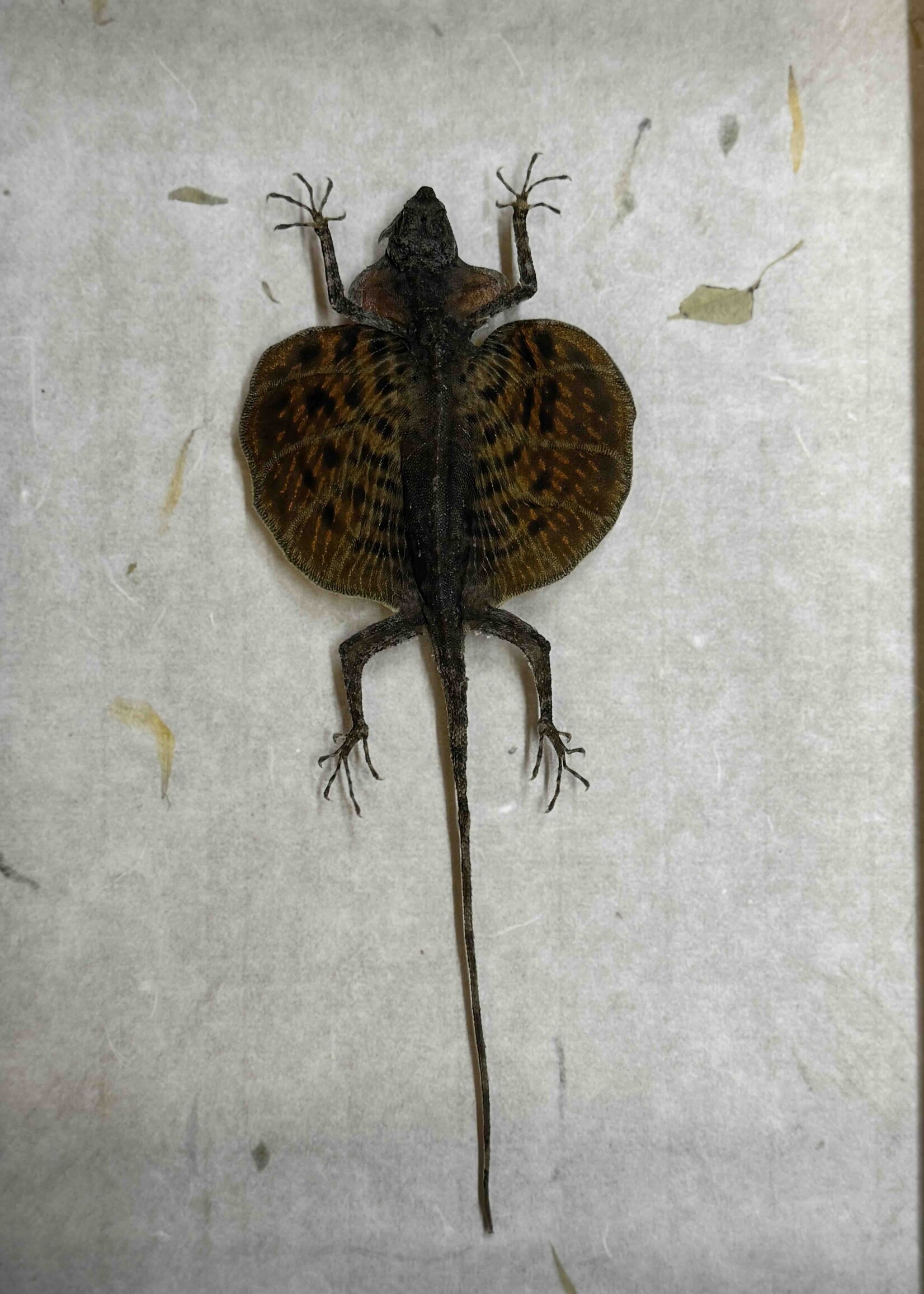 Animaux Spéciaux ANTIEKE KADER - Vliegend draakje ( Draco volans)