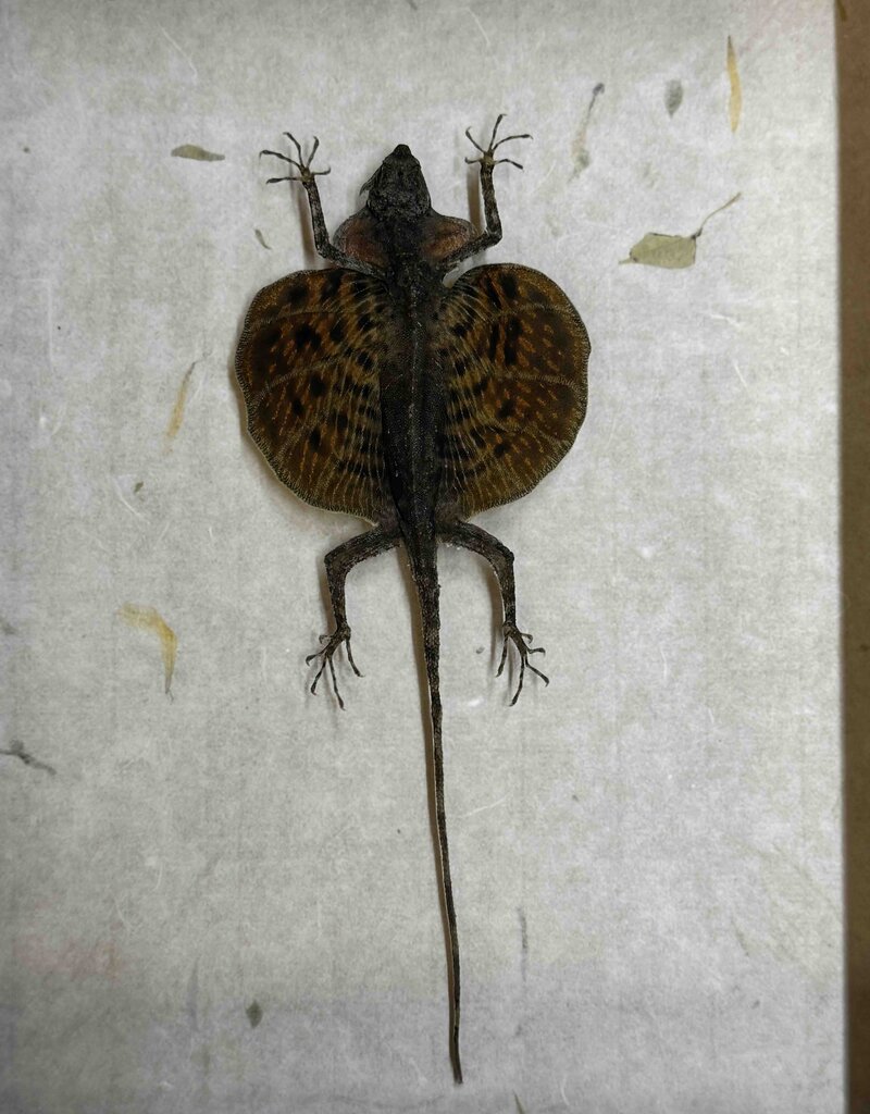 Animaux Spéciaux ANTIEKE KADER - Vliegend draakje ( Draco volans)