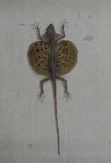 Animaux Spéciaux ANTIEKE KADER - Vliegend draakje ( Draco volans)