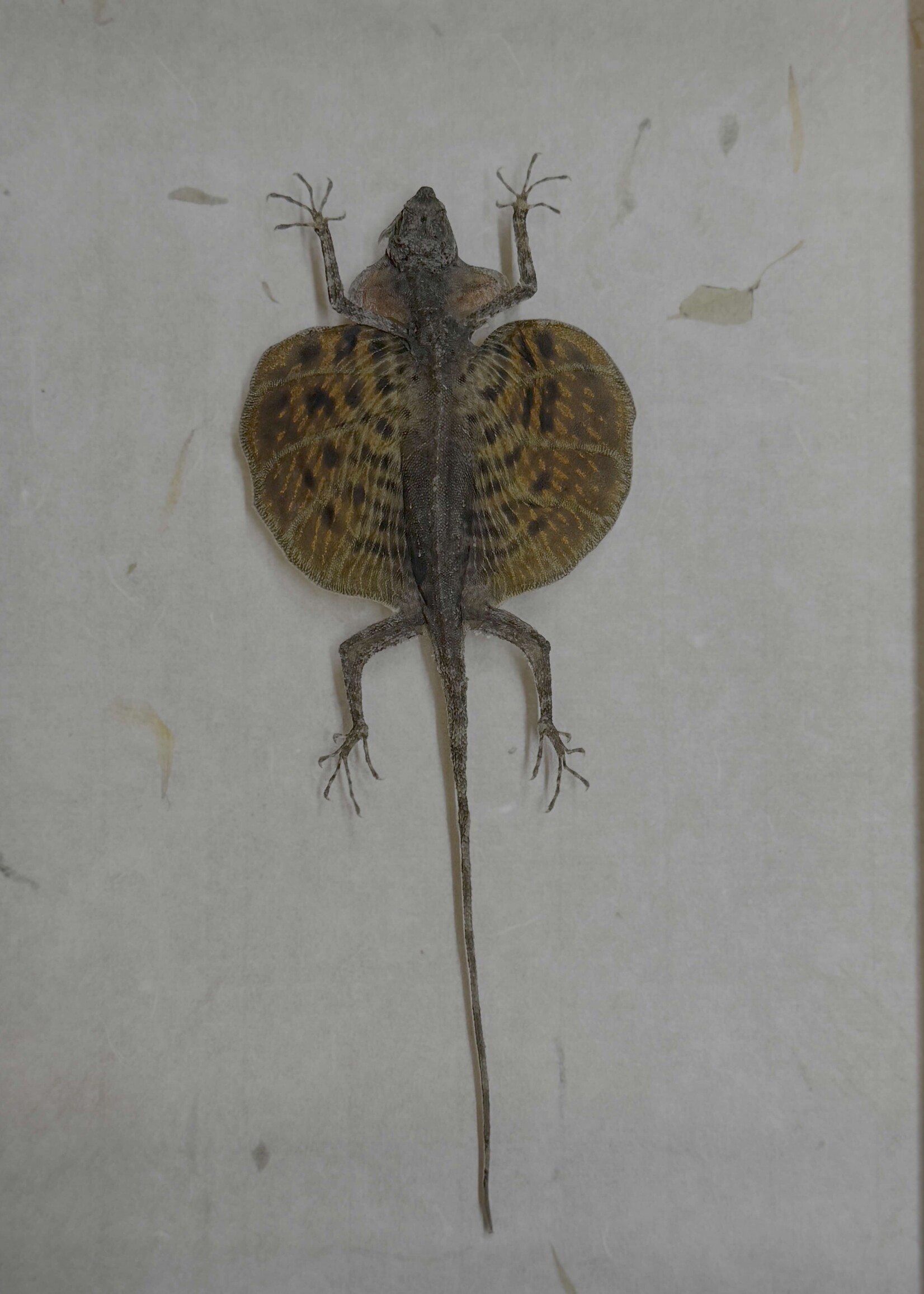 Animaux Spéciaux ANTIEKE KADER - Vliegend draakje ( Draco volans)