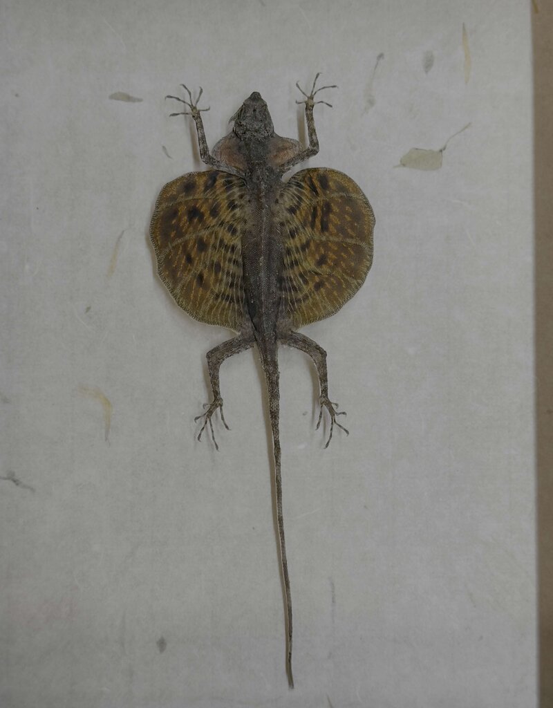 Animaux Spéciaux ANTIEKE KADER - Vliegend draakje ( Draco volans)
