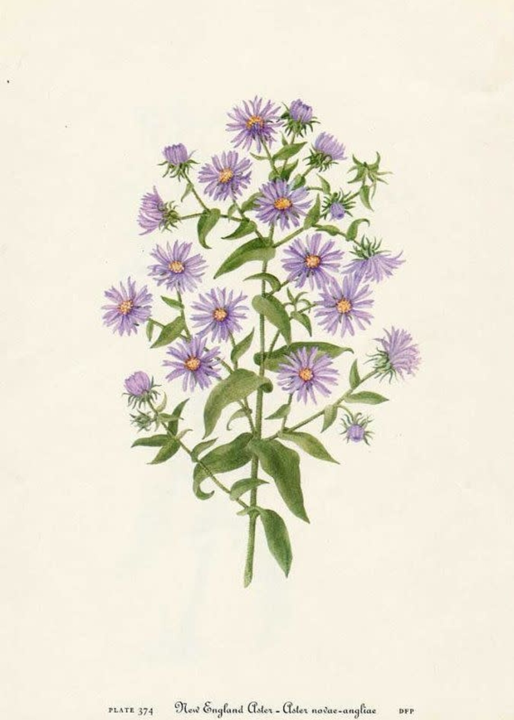 A - Aster