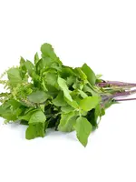 HEILIGE BASILICUM - Ocimum sanctum