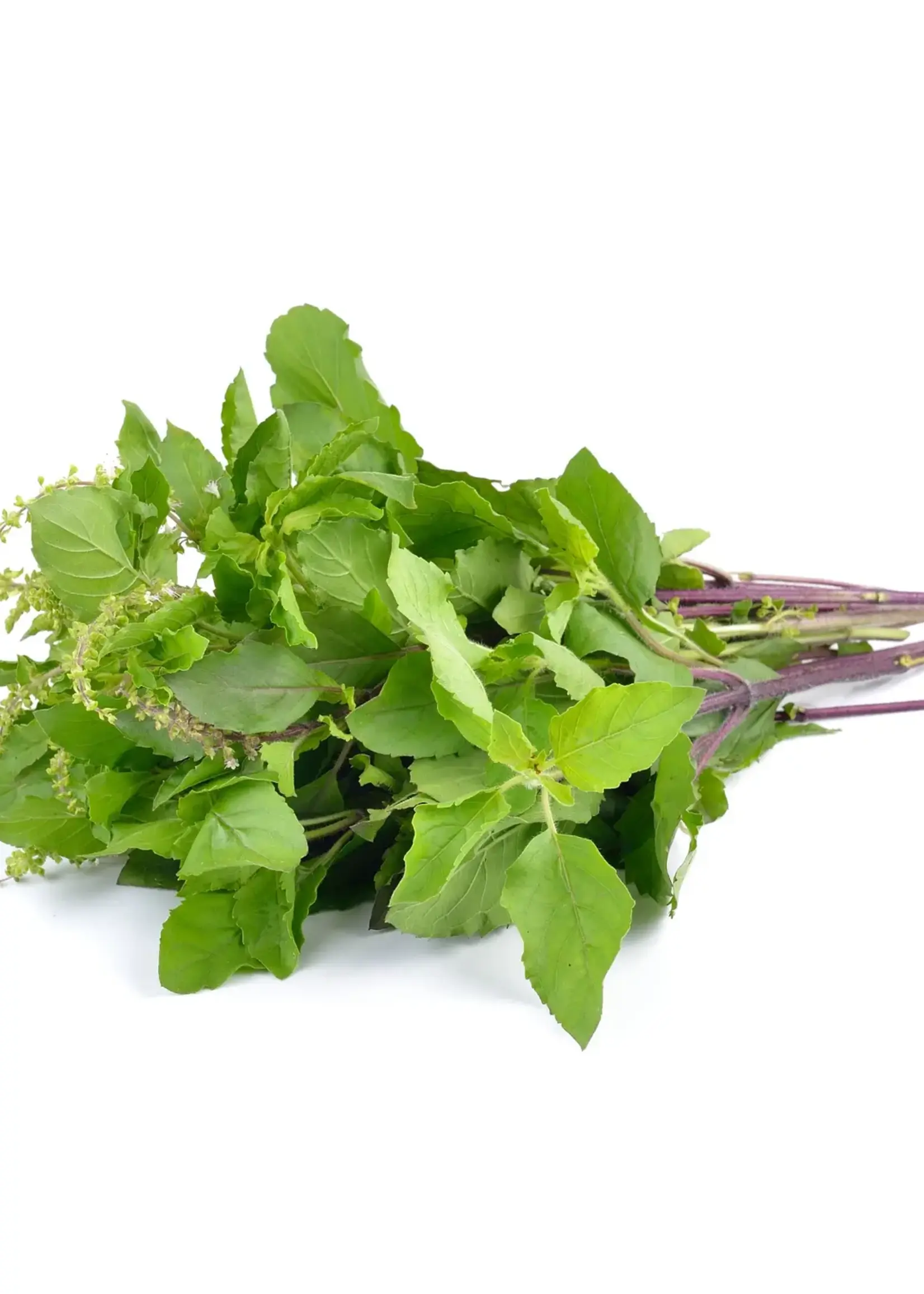 Copy of THAISE BASILICUM - Ocimum Basilicum