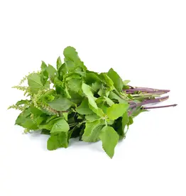 Copy of THAISE BASILICUM - Ocimum Basilicum