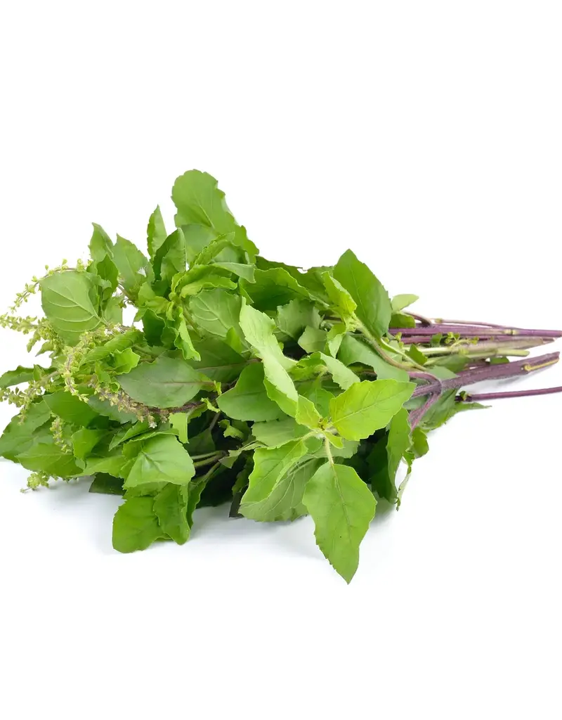 Copy of THAISE BASILICUM - Ocimum Basilicum