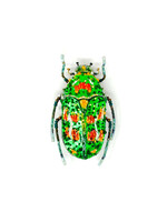 BROOCH – Rainbow Flower Beetle