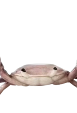 Animaux Spéciaux PENNENHOUDER