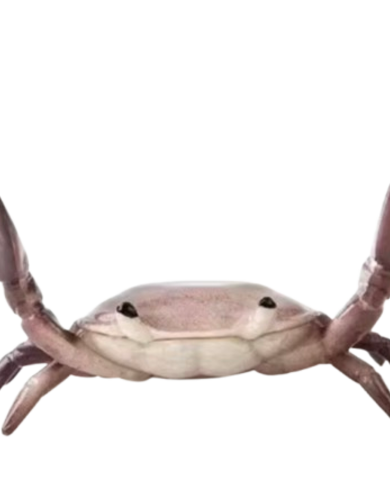 Animaux Spéciaux PENNENHOUDER