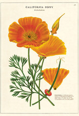 VINTAGE POSTER - Papaver (50x70cm)