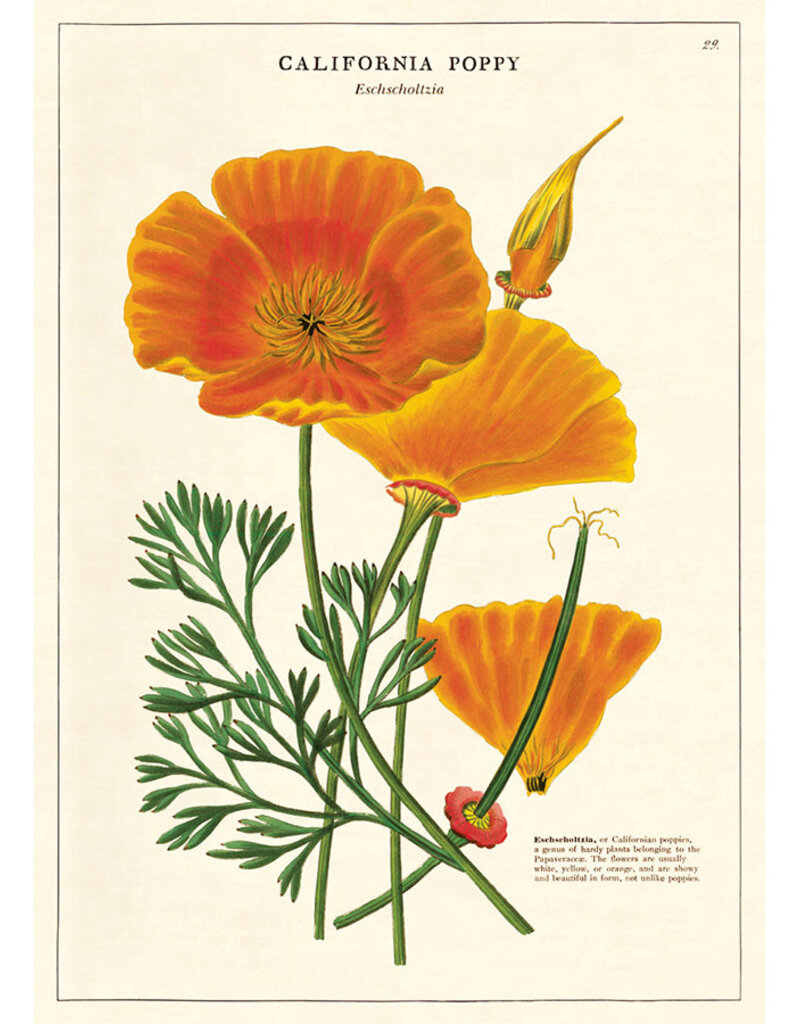 VINTAGE POSTER - Papaver (50x70cm)