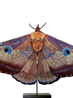 Papillon de soie géant – Objet d’art textile