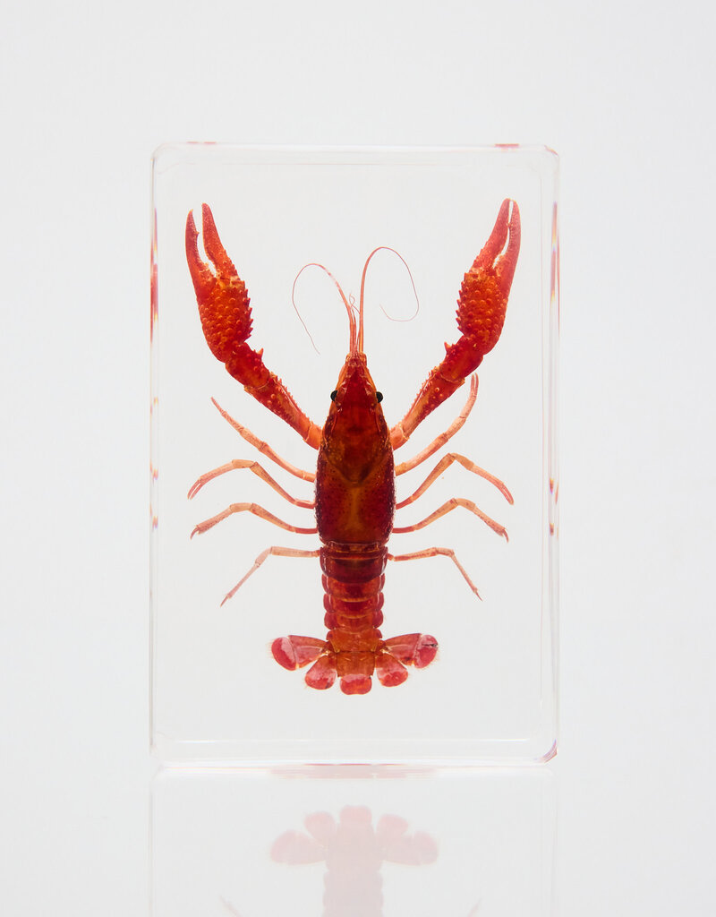 Animaux Spéciaux PRESSE-PAPIER - RODE MOERASKREEFT