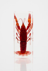 Animaux Spéciaux Paperweight – Red Swamp Crayfish