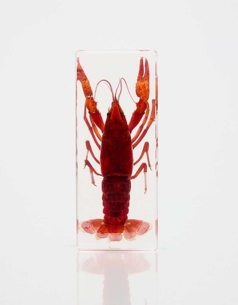 Animaux Spéciaux Paperweight – Red Swamp Crayfish