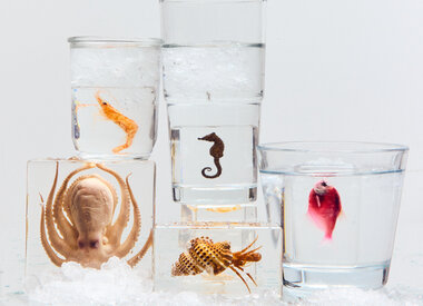 Acrylic Curiosities & Paperweights 