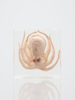 Animaux Spéciaux PRESSE-PAPIERS – Poulpe, 8 x 8 x 2,5 cm