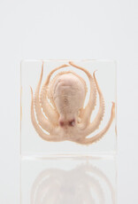 Animaux Spéciaux PRESSE-PAPIER - Octopus, 8 x 8 x 2,5cm