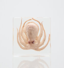 Animaux Spéciaux PAPERWEIGHT – Octopus, 8 x 8 x 2.5 cm