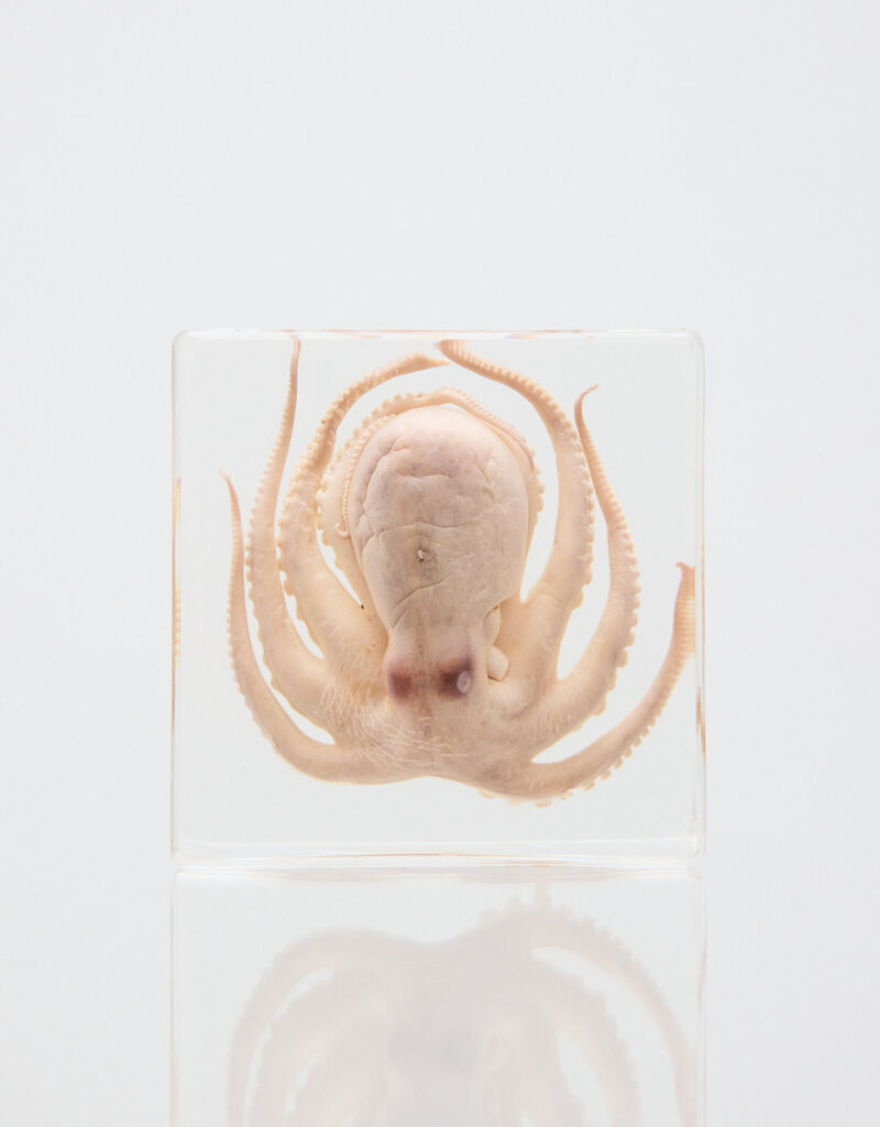 Animaux Spéciaux PAPERWEIGHT – Octopus, 8 x 8 x 2.5 cm