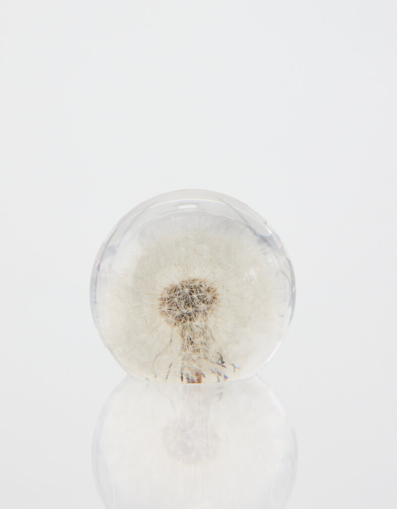 Animaux Spéciaux Paardenbloempluis by Animaux Spéciaux