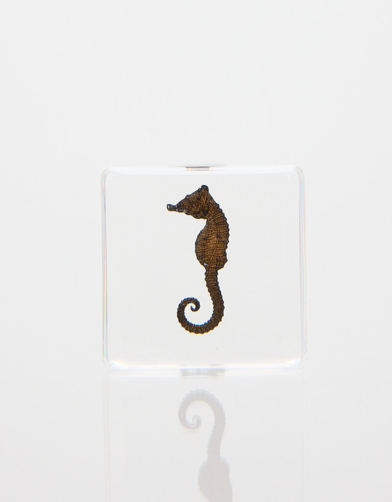 Animaux Spéciaux PRESSE-PAPIER - Zeepaardje, 4x4cm