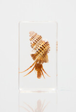 Animaux Spéciaux Hermit crab paperweight in acrylic 73×41×24 – Animaux Speciaux