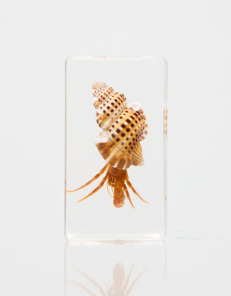 Animaux Spéciaux Hermit crab paperweight in acrylic 73×41×24 – Animaux Speciaux