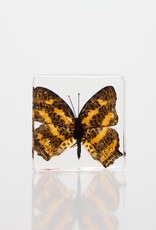 Animaux Spéciaux Paperweight Butterfly Symbrenthia brabira, 4x4x1.5cm