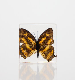 Animaux Spéciaux Paperweight Butterfly  Symbrenthia brabira