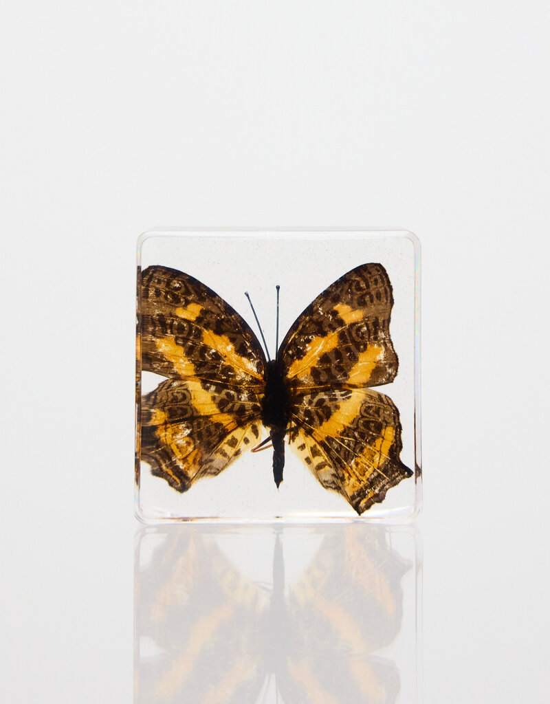 Animaux Spéciaux Paperweight Butterfly Symbrenthia brabira, 4x4x1.5cm