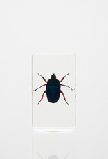 Animaux Spéciaux Paperweight Lamellicorn Beetle, 73 × 41 × 24 mm