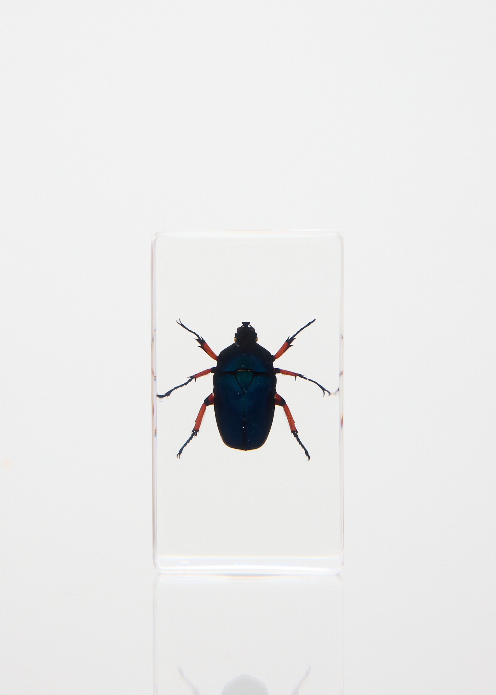 Animaux Spéciaux Presse-papier Scarabée lamellicorne, 73 × 41 × 24 mm
