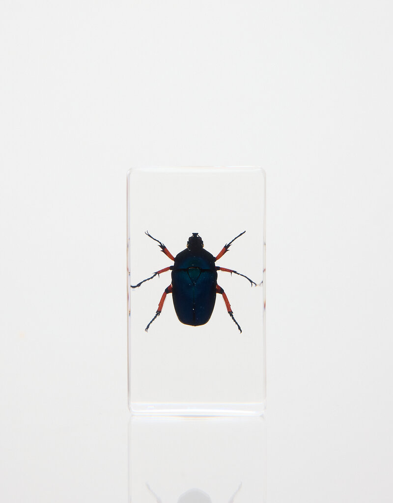 Animaux Spéciaux Paperweight Lamellicorn Beetle, 73 × 41 × 24 mm