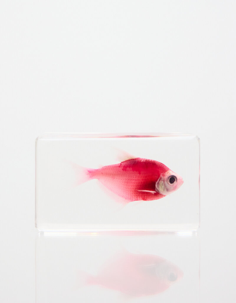 Animaux Spéciaux Paperweight Pink Fish, 6 × 4 cm
