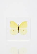 Animaux Spéciaux Paperweight Yellow Butterfly, 7 × 6 cm