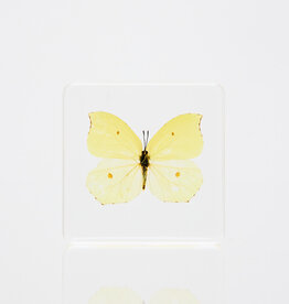 Animaux Spéciaux Presse-papier Papillon jaune