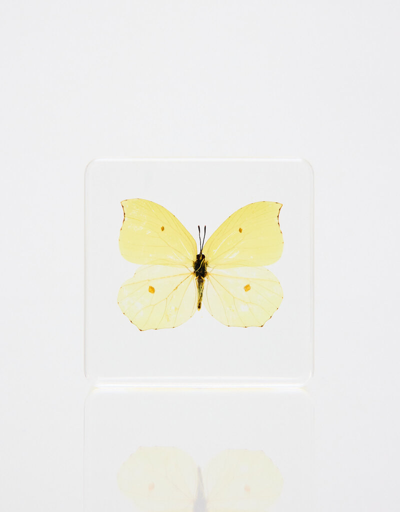 Animaux Spéciaux Paperweight Yellow Butterfly, 7 × 6 cm