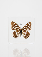 Animaux Spéciaux PRESSE-PAPIER - Hestina persimilis westwood