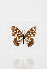 Animaux Spéciaux Presse-papier Hestina persimilis westwood, 75 × 75 × 20 mm