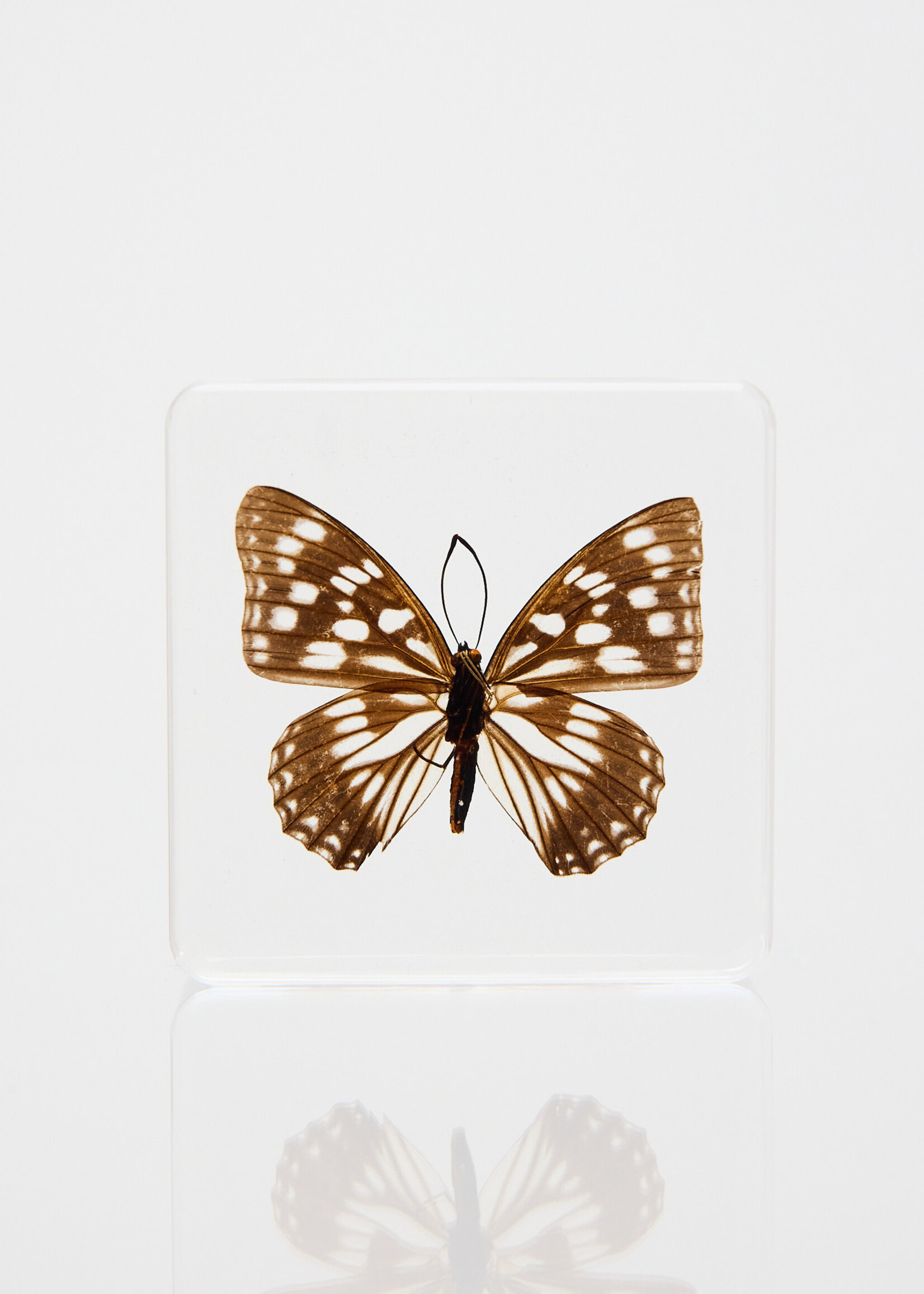 Animaux Spéciaux PRESSE-PAPIER - Hestina persimilis westwood 75x75x20mm