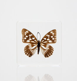 Animaux Spéciaux Presse-papier Hestina persimilis westwood