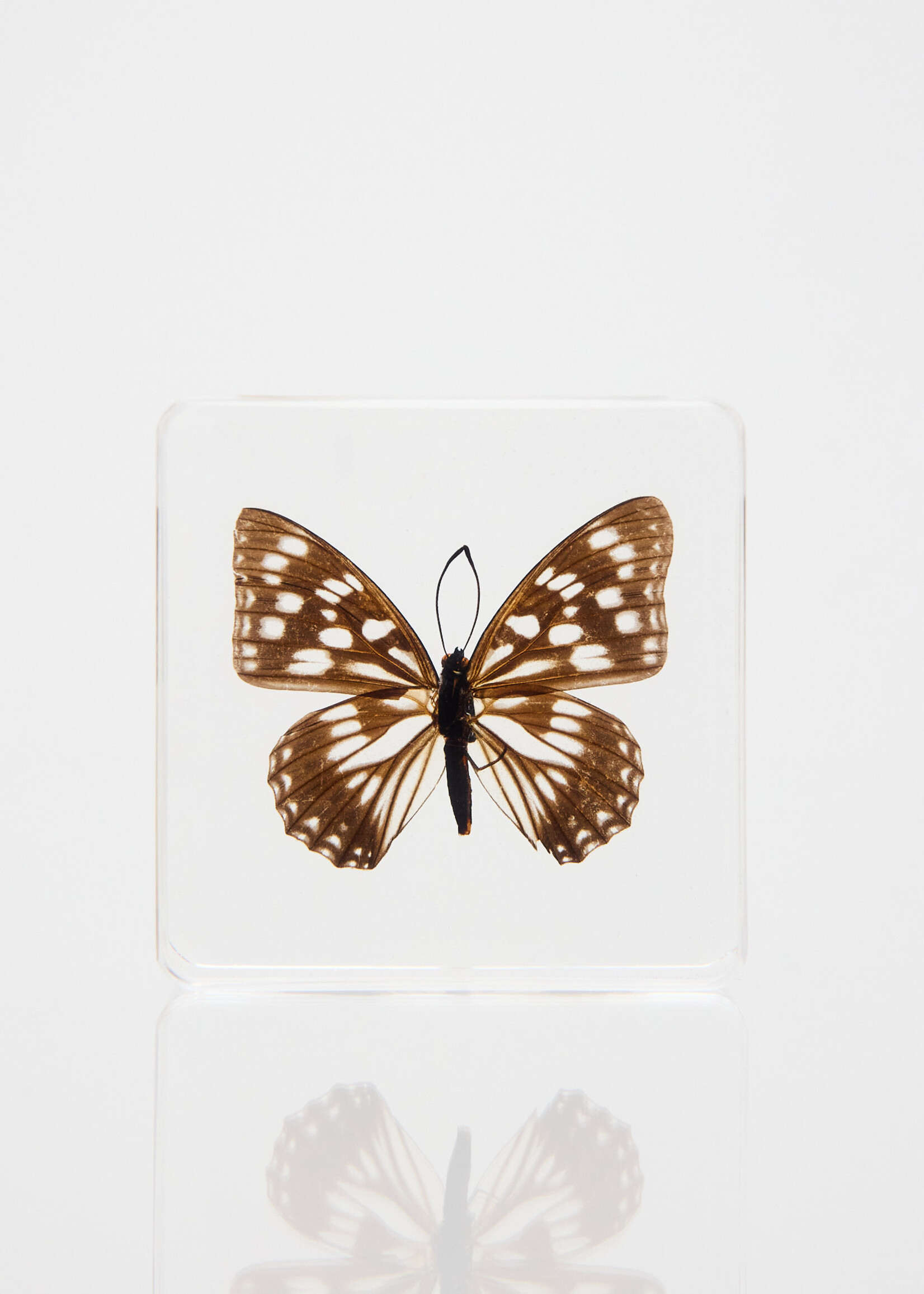 Animaux Spéciaux PRESSE-PAPIER - Hestina persimilis westwood 75x75x20mm